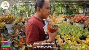 REVIEW AGLAONEMA HARGA TERBARU DI BULAN MARET HARGANYA LEBIH EKONOMIS | RAJA FLORA