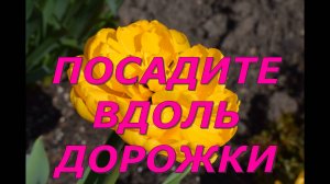 Посадите вдоль дорожки