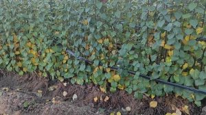 Айва Q-Eline. Відділяємо відводки. На черзі айва ВА-29 і яблуневі підщепи М-9 і 54-118