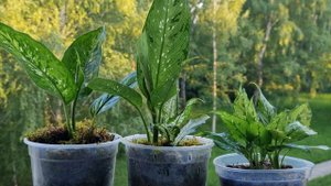 обзор Тайских Диффенбахий