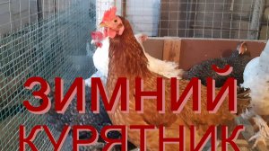 зимний курятник, утки на снегу