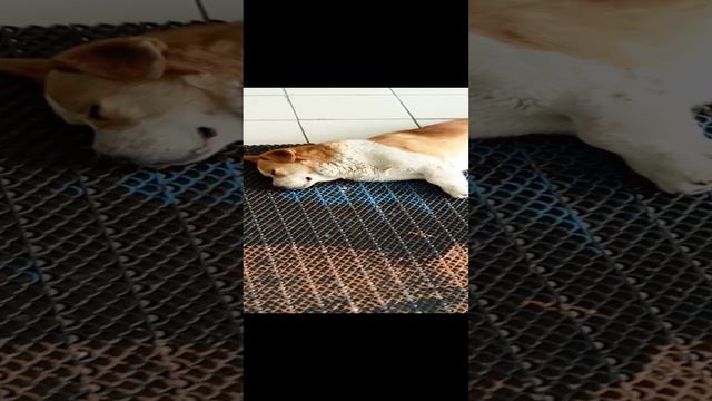 Сабакевич разлёгся на рыбалке😄😆🐶🐶🐶