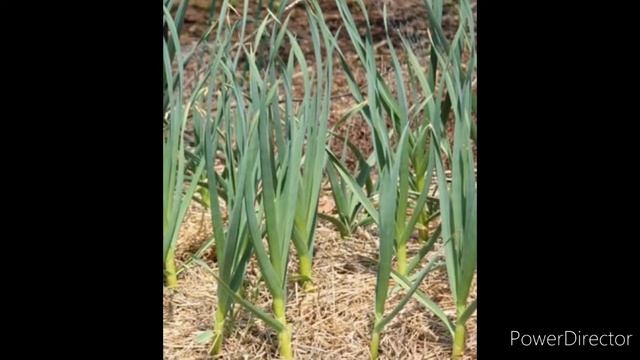 (Чеснок) Сирпиёз хусусиятхои табобати смотреть онлайн