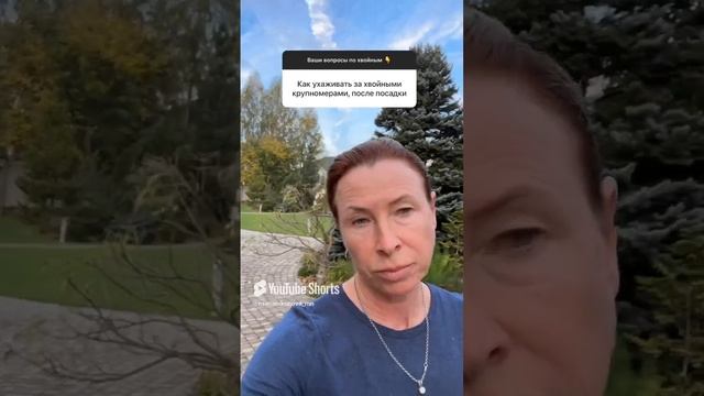 Как ухаживать за хвойными крупномерами после посадки.