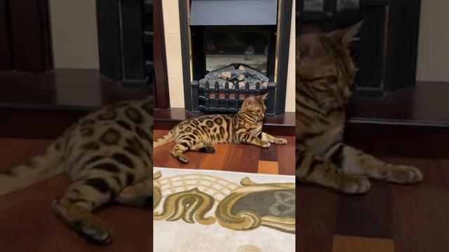бенгальский кот лежит, как настоящий леопард #бенгальскаякошка #бенгальскаяпорода #бенгал