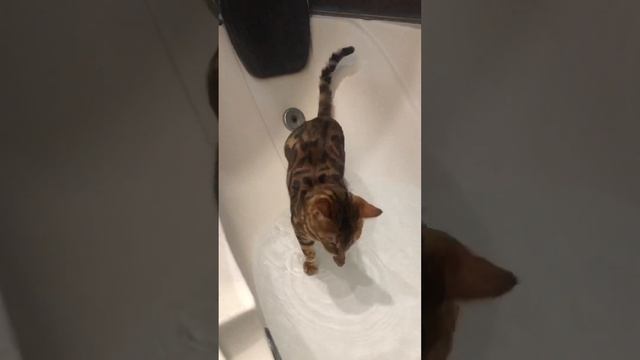 Бенгальская кошка изучает воду   #смешныекоты #бенгальскаякошка