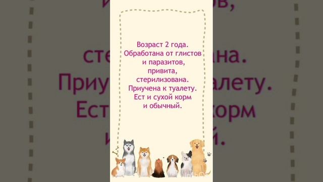 ❤ Ищем дом и семью для ласковой, послушной Лейлы. 🏡 🐶