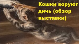 Кошки воруют дичь (обзор выставки)