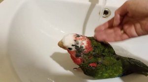 Кубинский амазон купается