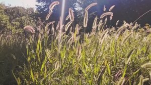 Звуки сверчков для расслабления_Sounds of crickets. Russia