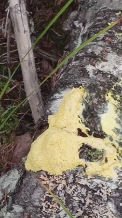 Желтая субстанция в лесу Yellow substance in the forest