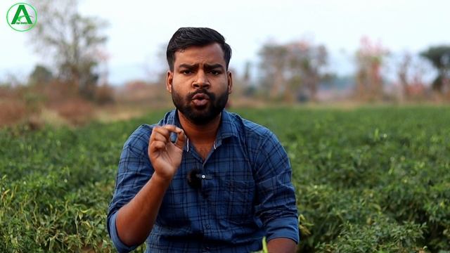 फसल में जिंक के फायदे | Zinc use in agriculture | Zinc sulphate fertilizer