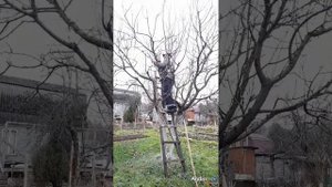 Подготовка сада к зиме. Обрезка и покраска деревьев, утепление роз и затемнение спальни.