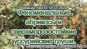 Железов Валерий. Вебинар 314. ч.2.  Феноменальные абрикосы и  сверхморозостойкие  уссурийские груши.