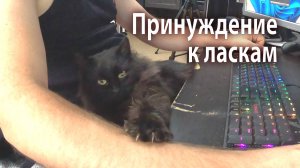 Чернышевский. Принуждение к ласке