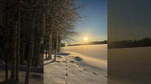 Бах в зимнем лесу. Пастораль.