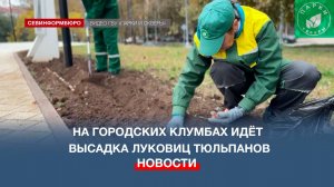 В Севастополе высаживают луковицы тюльпанов для весенних композиций