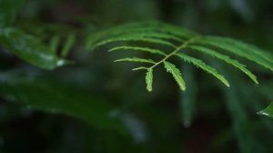 12478705_1920_1080_30fps