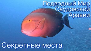 Подводный мир Саудовской Аравии. Секретные места.