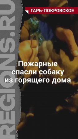 В Подмосковье пожарные спасли собаку из пожара