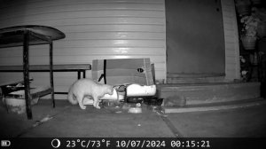 ВИДОСЫ С ФОТОЛОВУШКИ. НОЧНЫЕ ГОСТИ НАШЕГО КОТА РЫЖИКА.