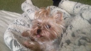 СОБАЧИЙ ВАЛЬС ДЖУНА ПРИГЛАШАЕТ