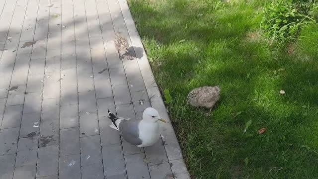 Забавные пушистики на территории монастыря. Птенцы чаек и их крикливые мамы.