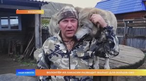 Волонтёр из Хакасии разводит волчат для бойцов СВО