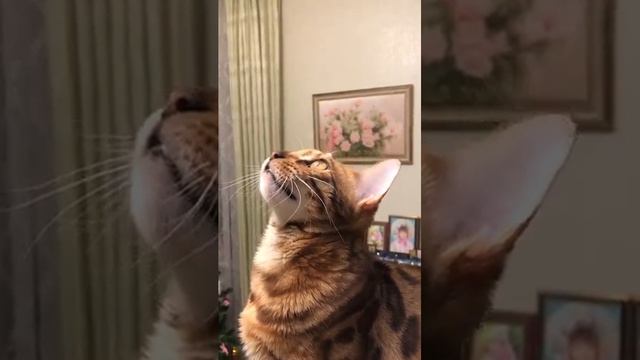 Бенгал-говорун #бенгальскаякошка #бенгальскаяпорода #смешныекоты #funnycats #котята