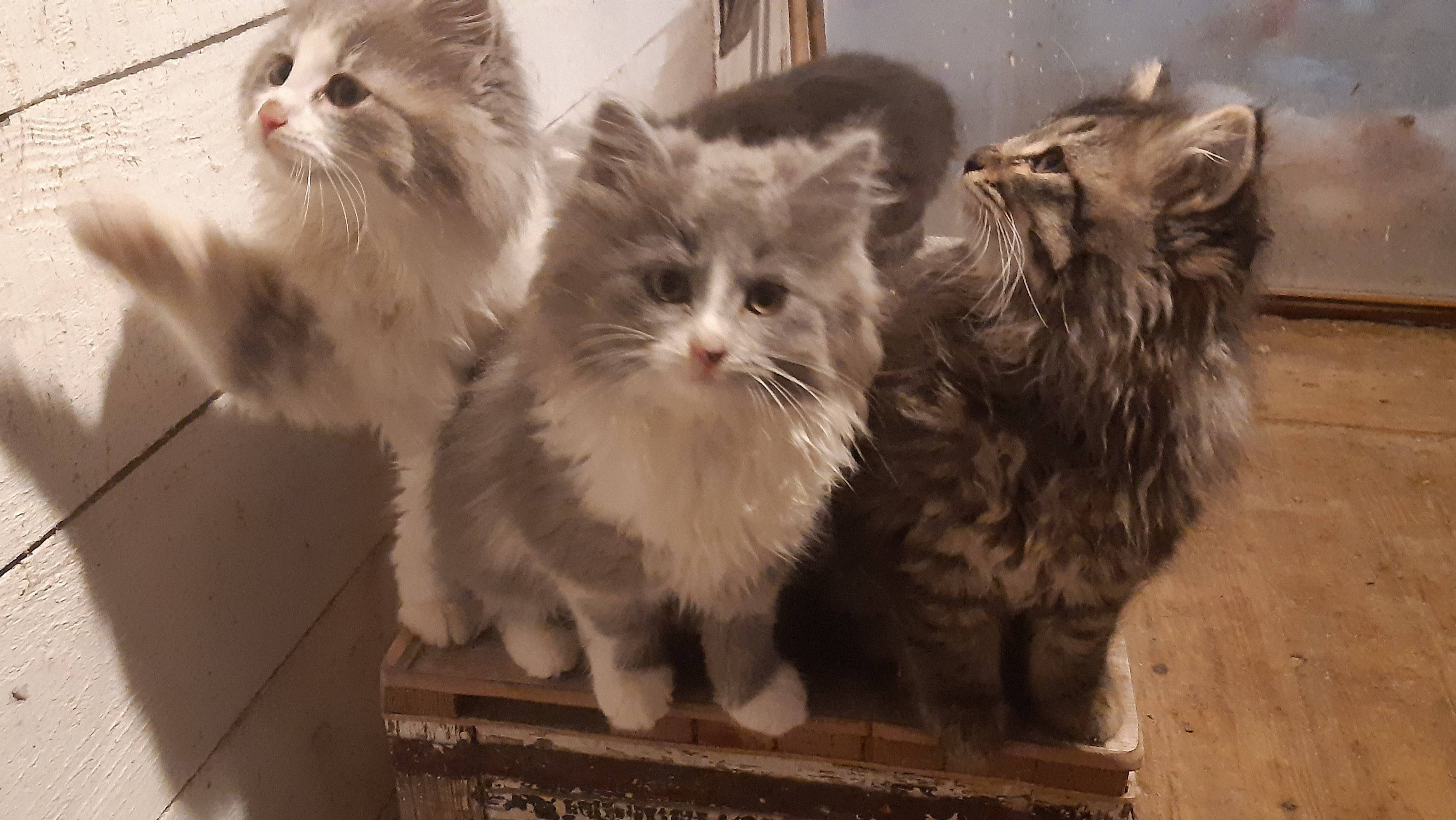 котики на даче смотреть онлайн