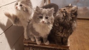 котики на даче