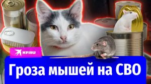 Кот Литута борется с мышами на СВО