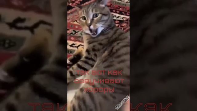 озвучка с помощью кота