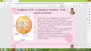 митоз