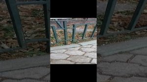 зоопарк в Екатеринбурге ч.1