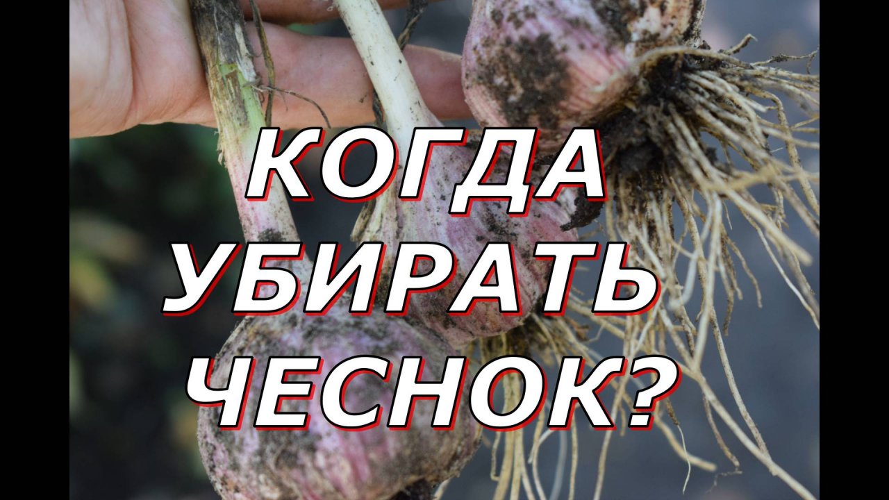 Озимый чеснок, сроки уборки #овощи #советы #чеснок