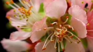 Мантра творящая чудеса. Выполняет невозможное, притягивает чудо в вашу жизнь.mp4