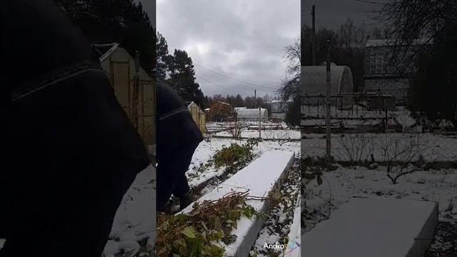Закрываем грядку срезанной малины, чтобы у чеснока не мерзли жопки