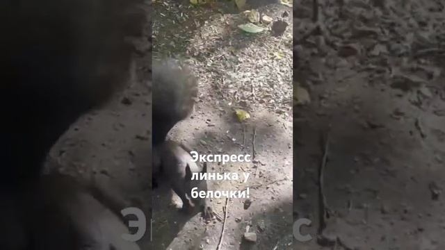 Белочка скинула шкурку.