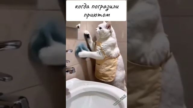 котяка-убирака