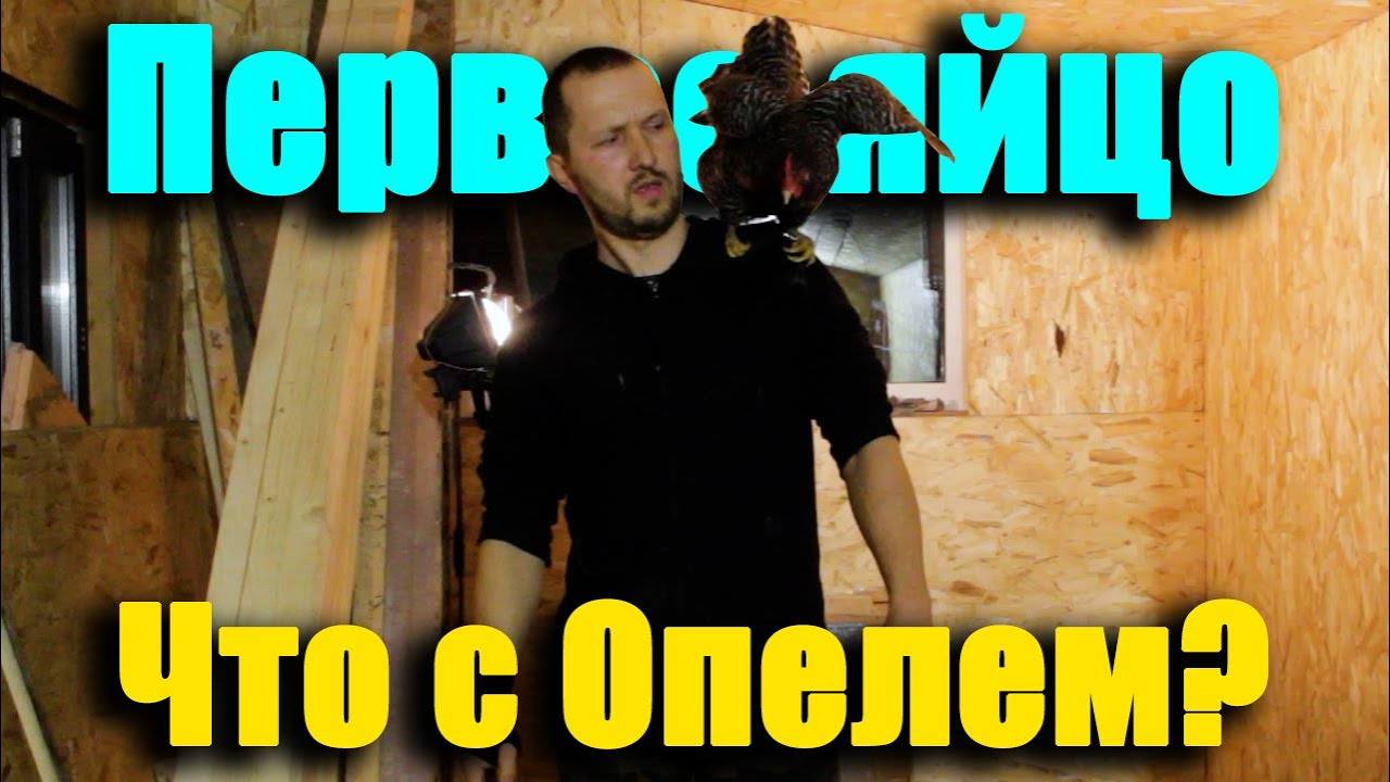 Отдал Фронтеру. Сделал теплые откосы в птичнике. Первое яйцо.