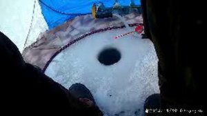 19-11-2024 "Огромный" окунь