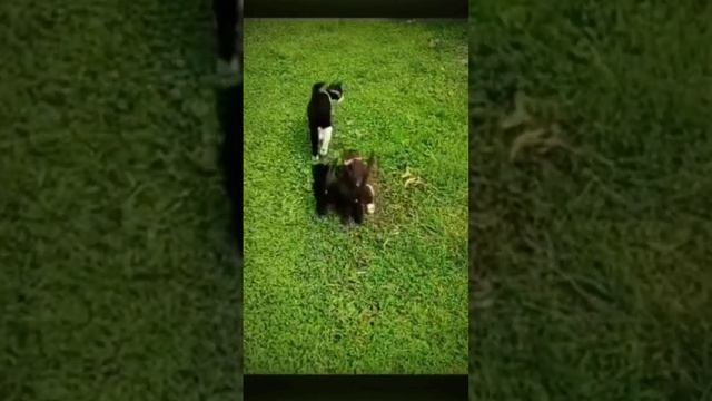 Можно я с тобой. Котята.