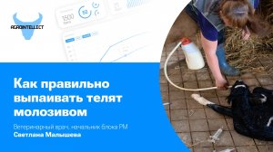 Как правильно выпаивать телят молозивом