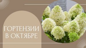 Обзор гортензий на балконе в октябре 🌿🌺🌿💞