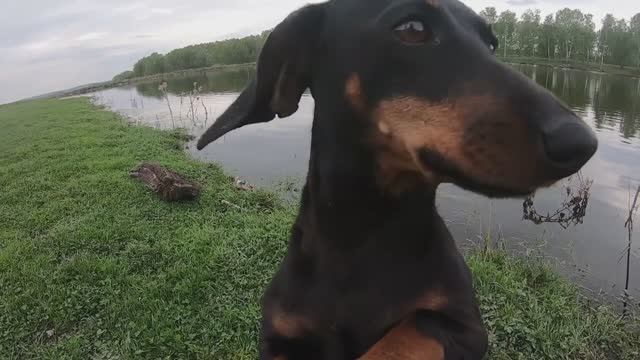 Игривая ТАКСА! Лето 2021 г. смотреть онлайн