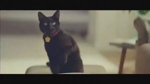 Реклама Heinz   Кетчуп Хайнц   Кот