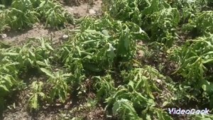 не покупаю ГЕРБИЦИД делаю своими руками получается в 6 раз дешевле и в 2 раза лучше.