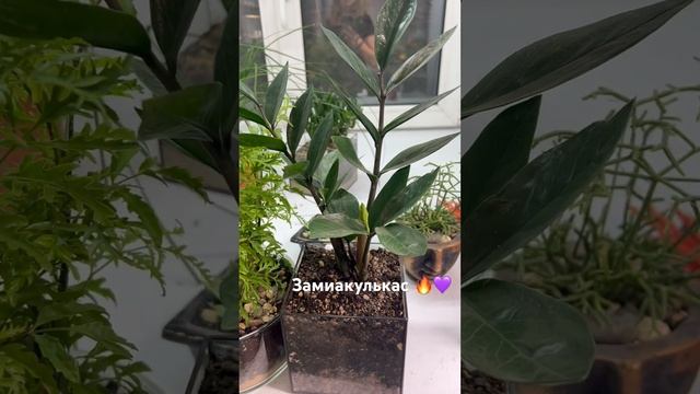 Неприхотливые комнатные  замик florarium-flo.ru #floфлорариумы #plants #флорариум #фломосква
