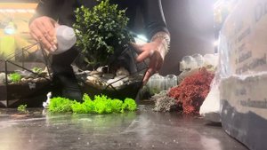 Уход за флорариумом со стабилизированным мхом. Florarium-flo.ru